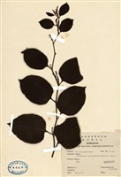 藏品(虎杖(黃藥子))的圖片